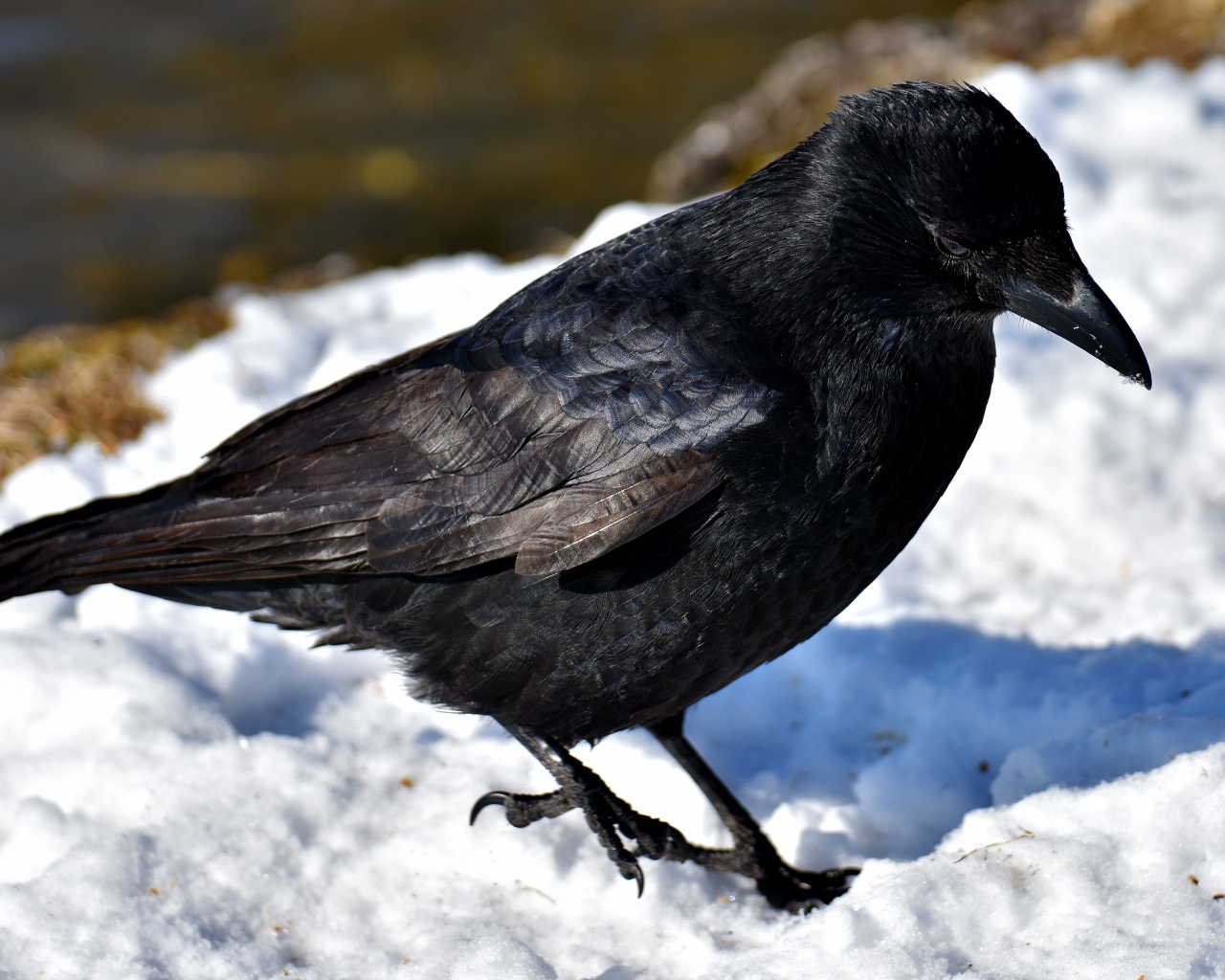 Черный ворон стоит на холодном снегу 