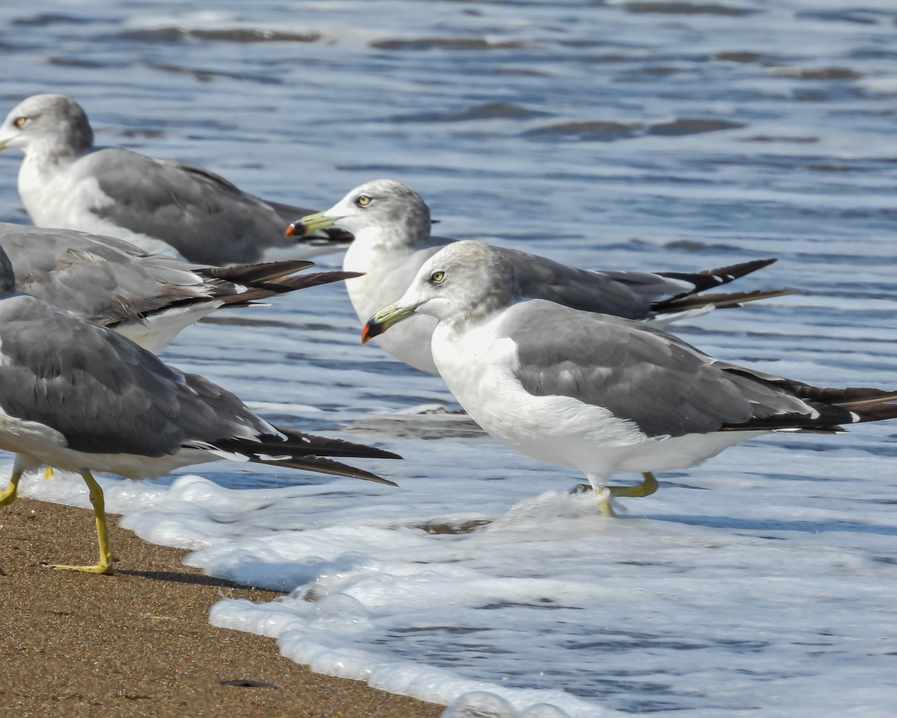 Стая серых чаек в воде у моря 