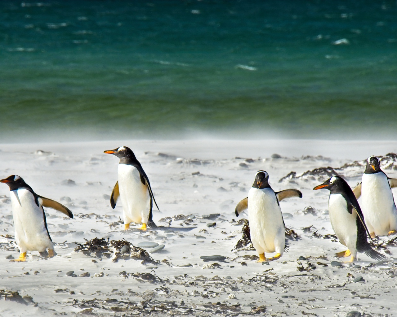 Стая пингвинов на снегу у моря
