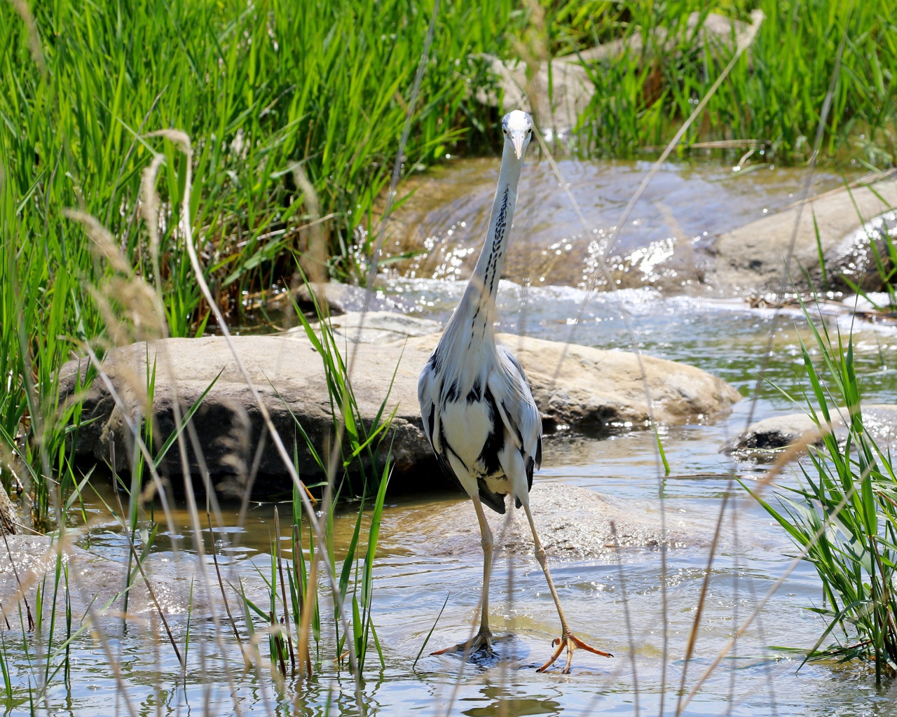 Серая цапля стоит в воде на камне