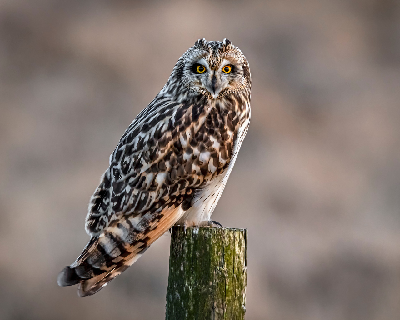 Большая серая птица сова сидит на дереве 