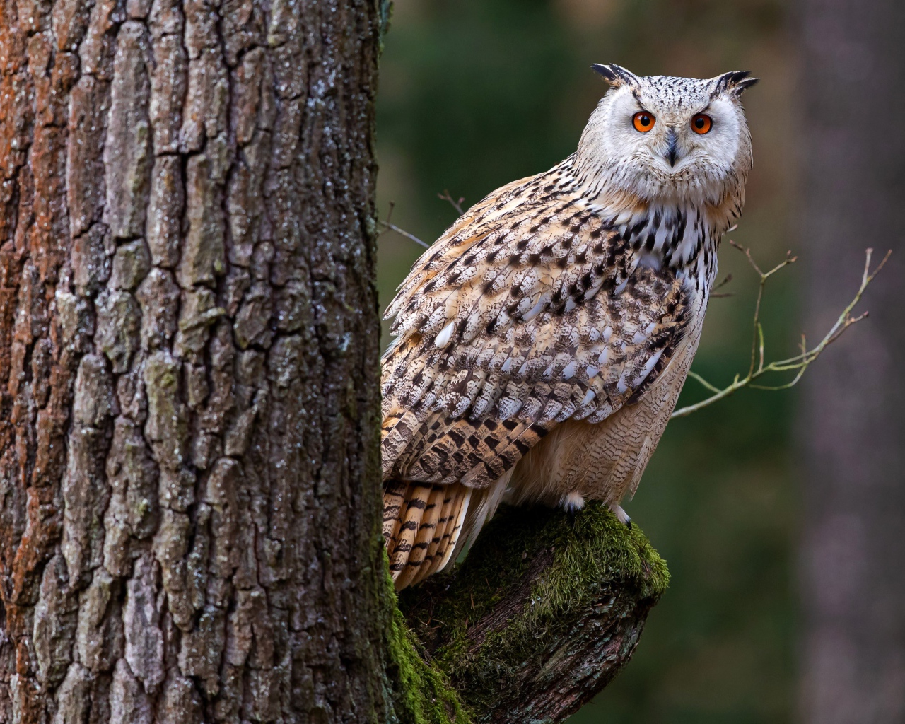 Большая сова сидит на покрытой мхом ветке