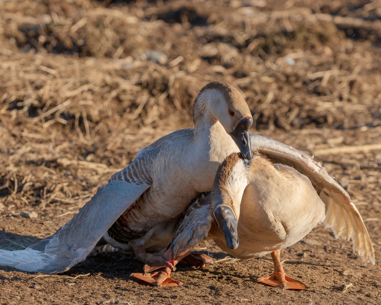 Пара серых гусей в лучах солнца 