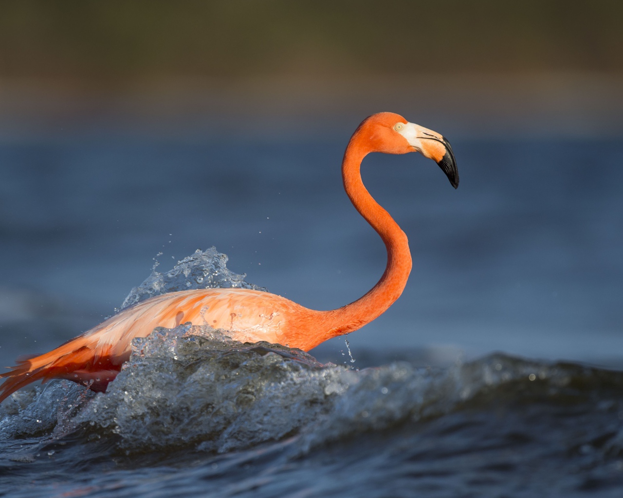 Розовый фламинго с длинным клювом стоит в воде