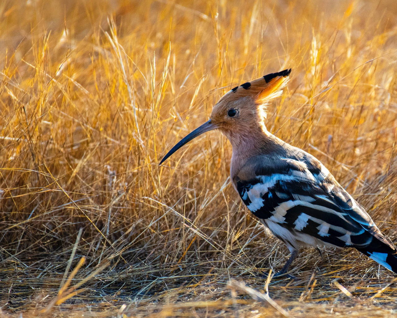 Удод с острым клювом на сухой траве