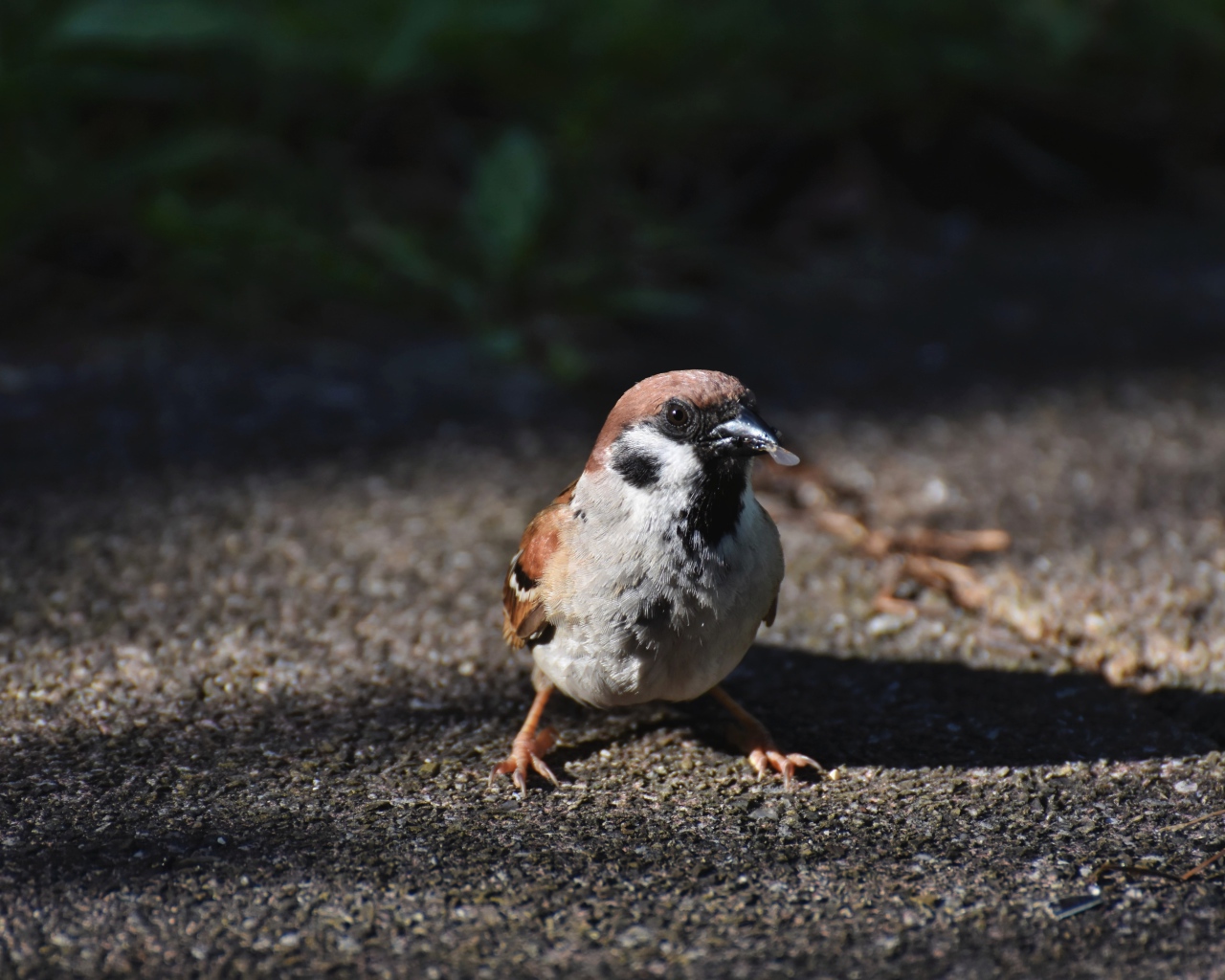Воробей сидит на асфальте с зерном в клюве 
