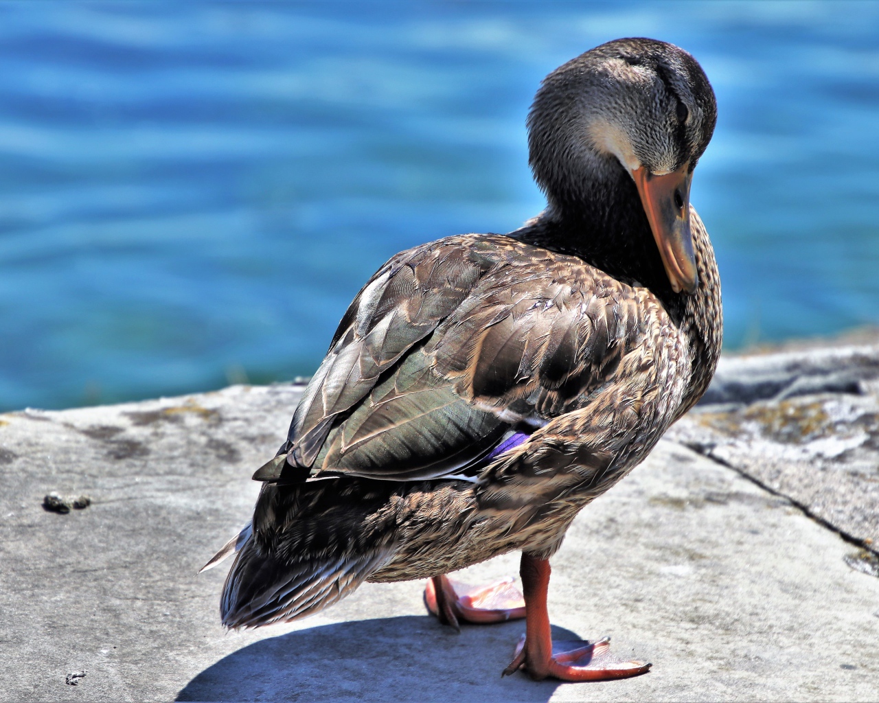 Дикая серая утка стоит у воды 