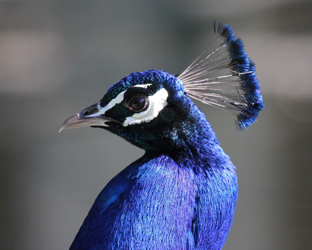 Красивый синий павлин на сером фоне 