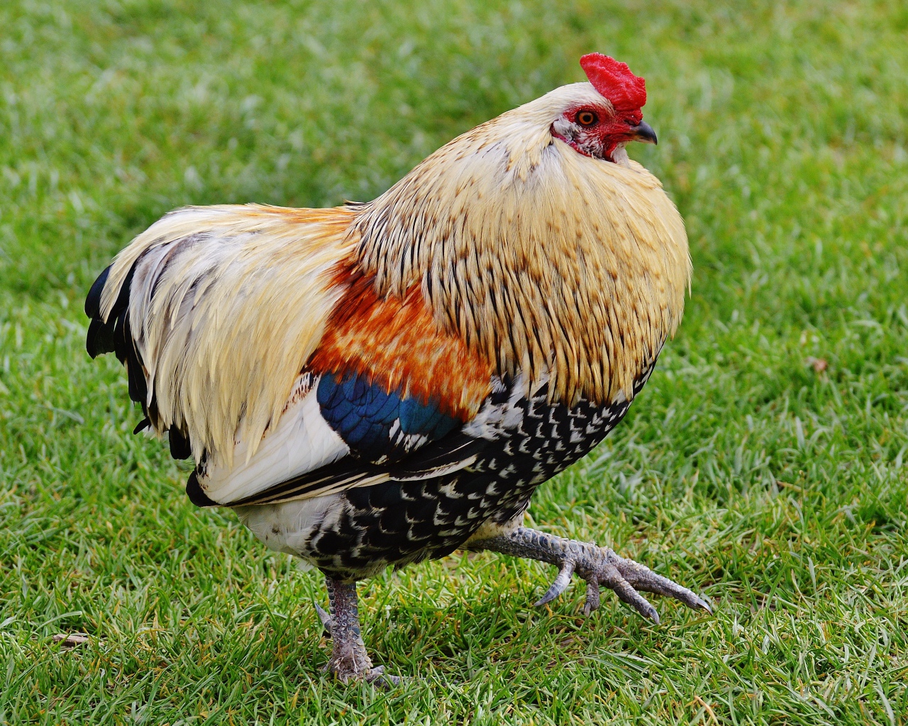 Красивый домашний петух идет по траве 