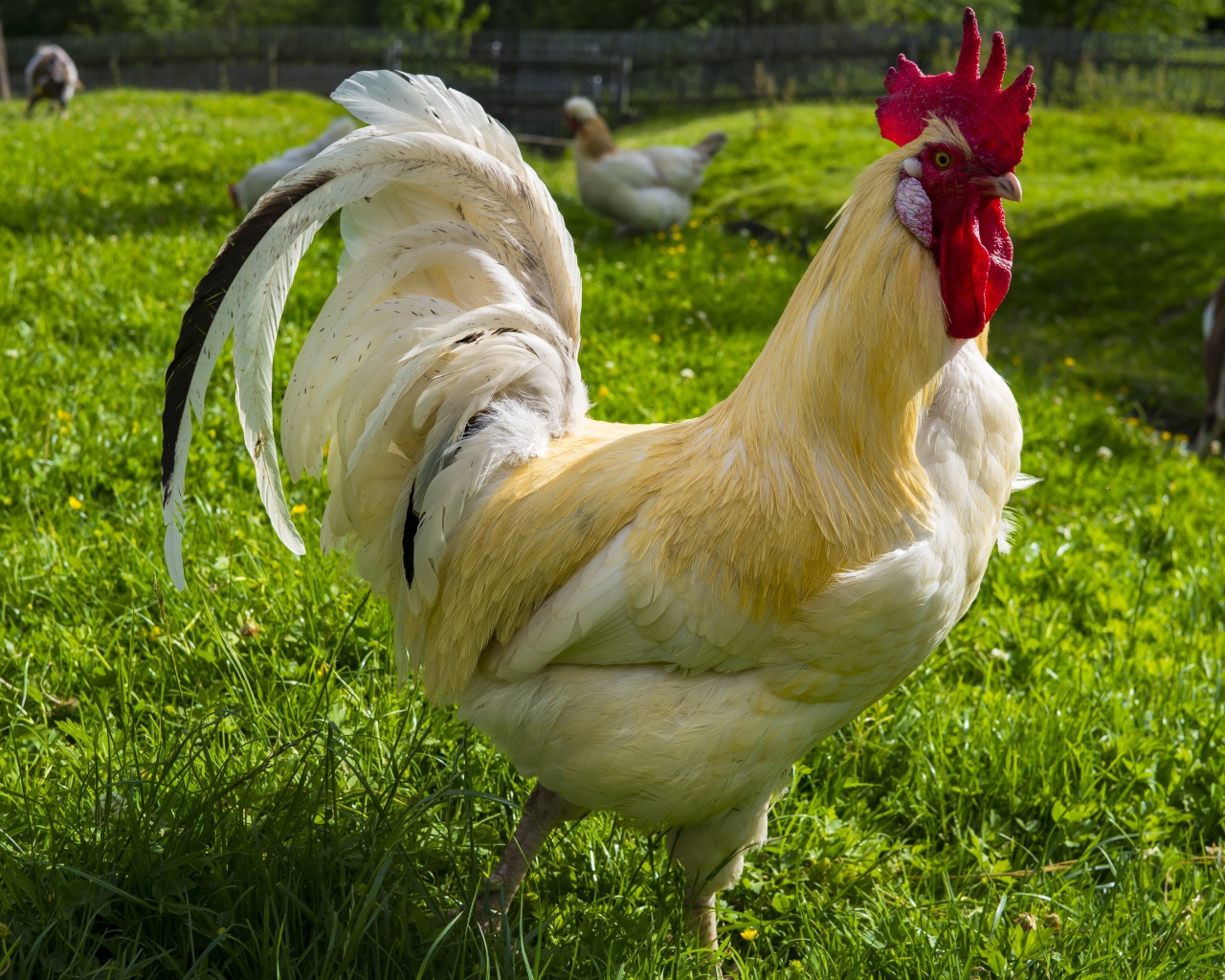 Красивый белый домашний петух на зеленой траве 