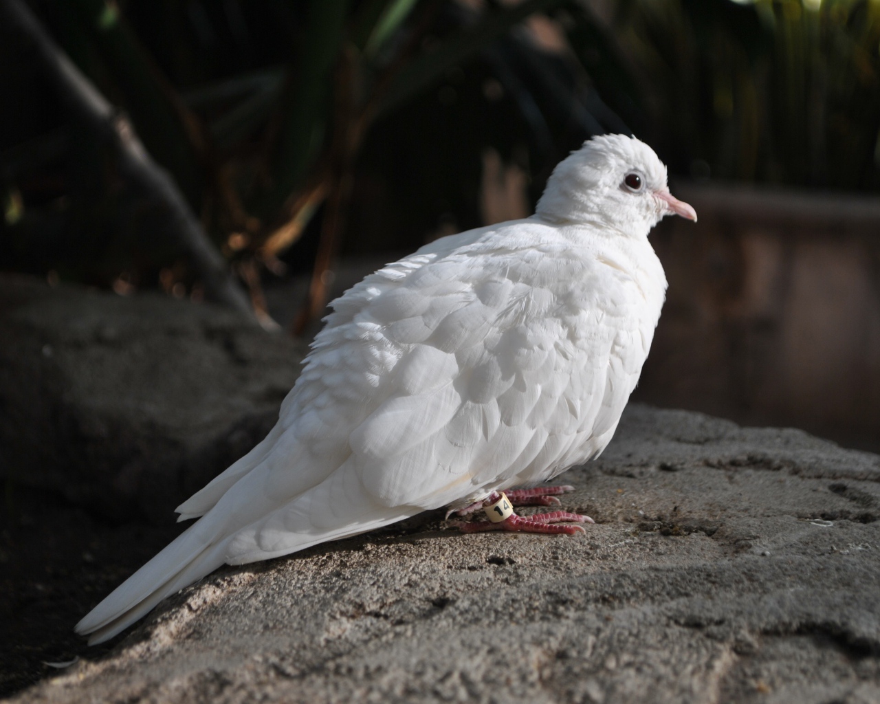 Красивый белый голубь сидит на камне