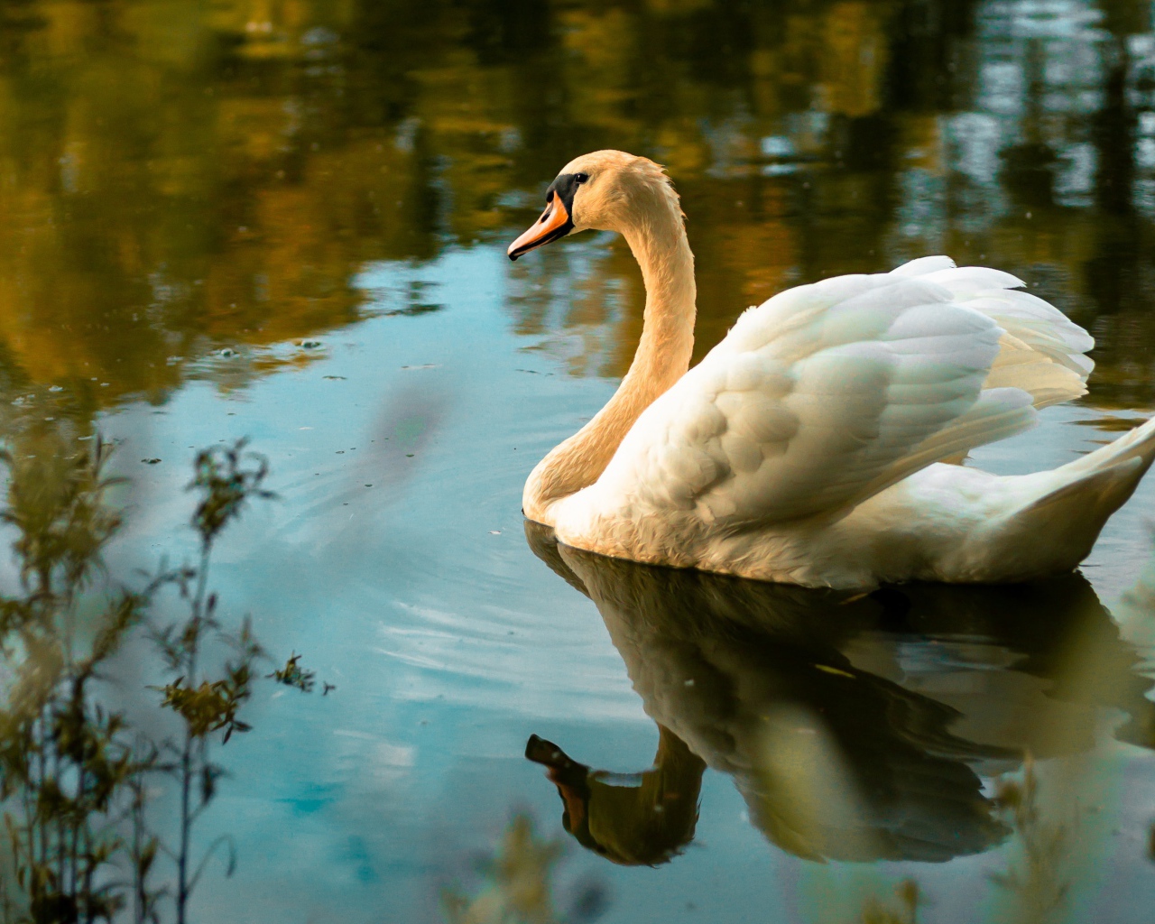 Красивый белый лебедь в холодной воде 
