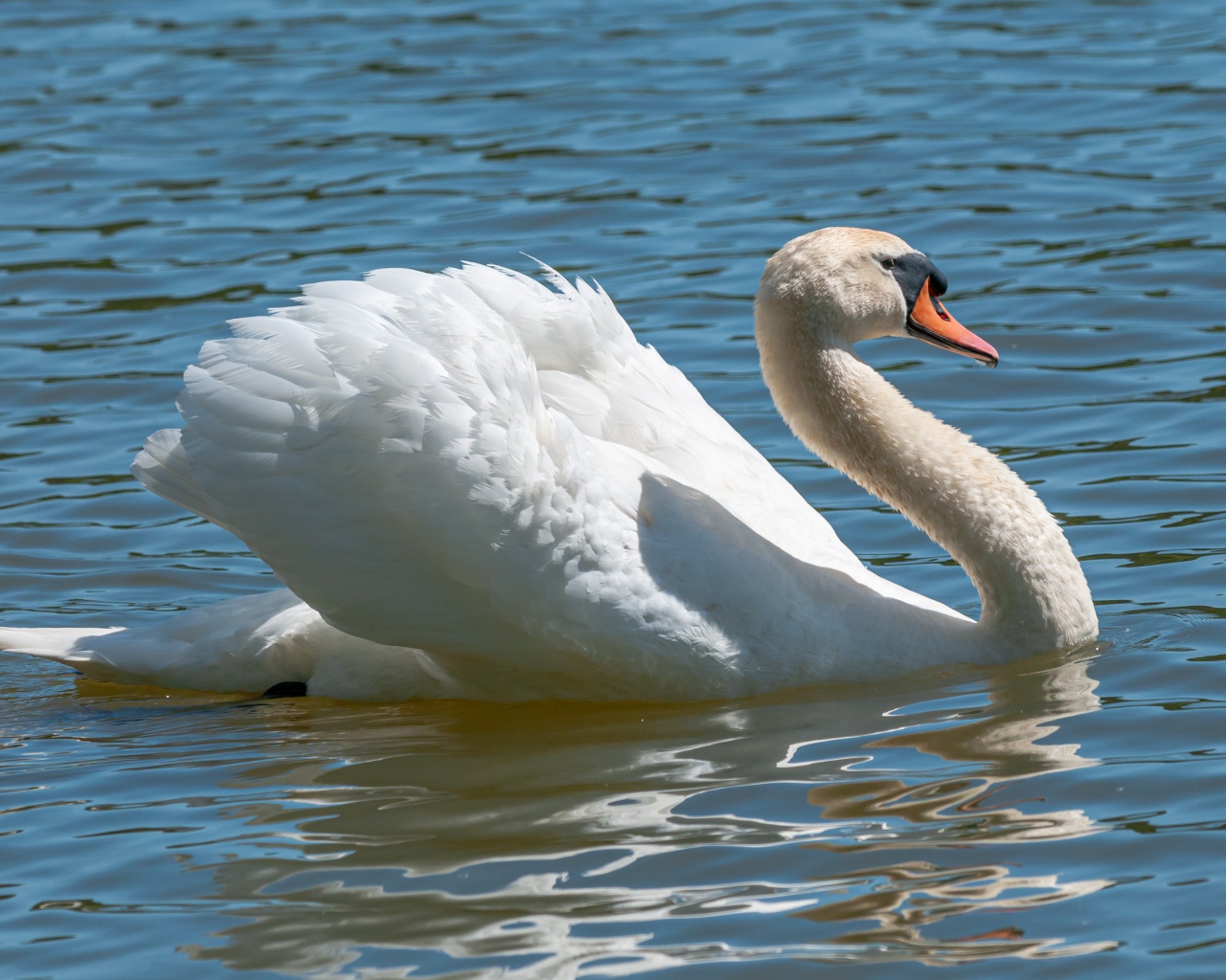 Красивый белый лебедь в воде в лучах солнца