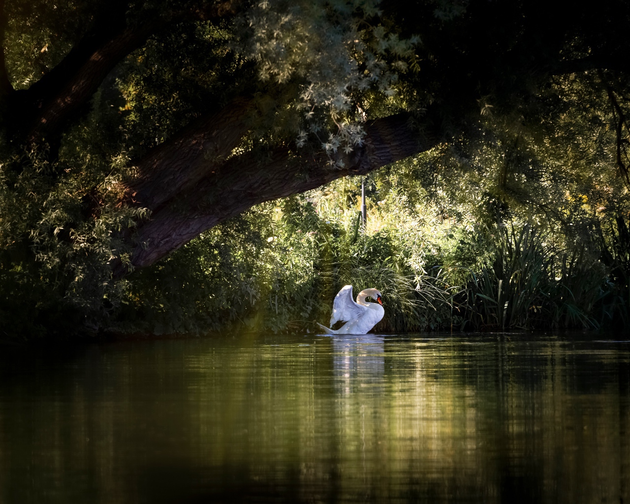 Красивый белый лебедь на пруду 