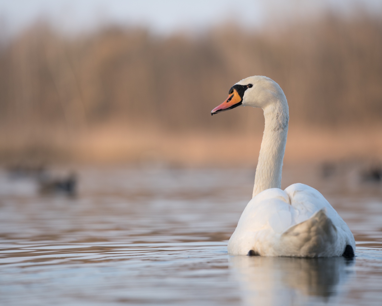 Красивый белый лебедь на пруду утром