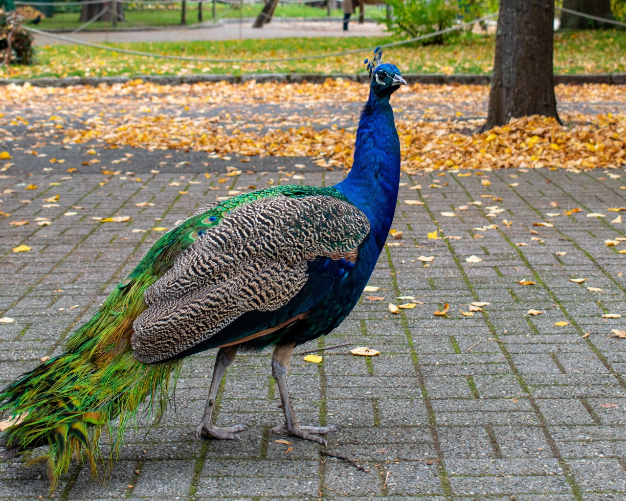 Большой красивый павлин гуляет в осеннем парке
