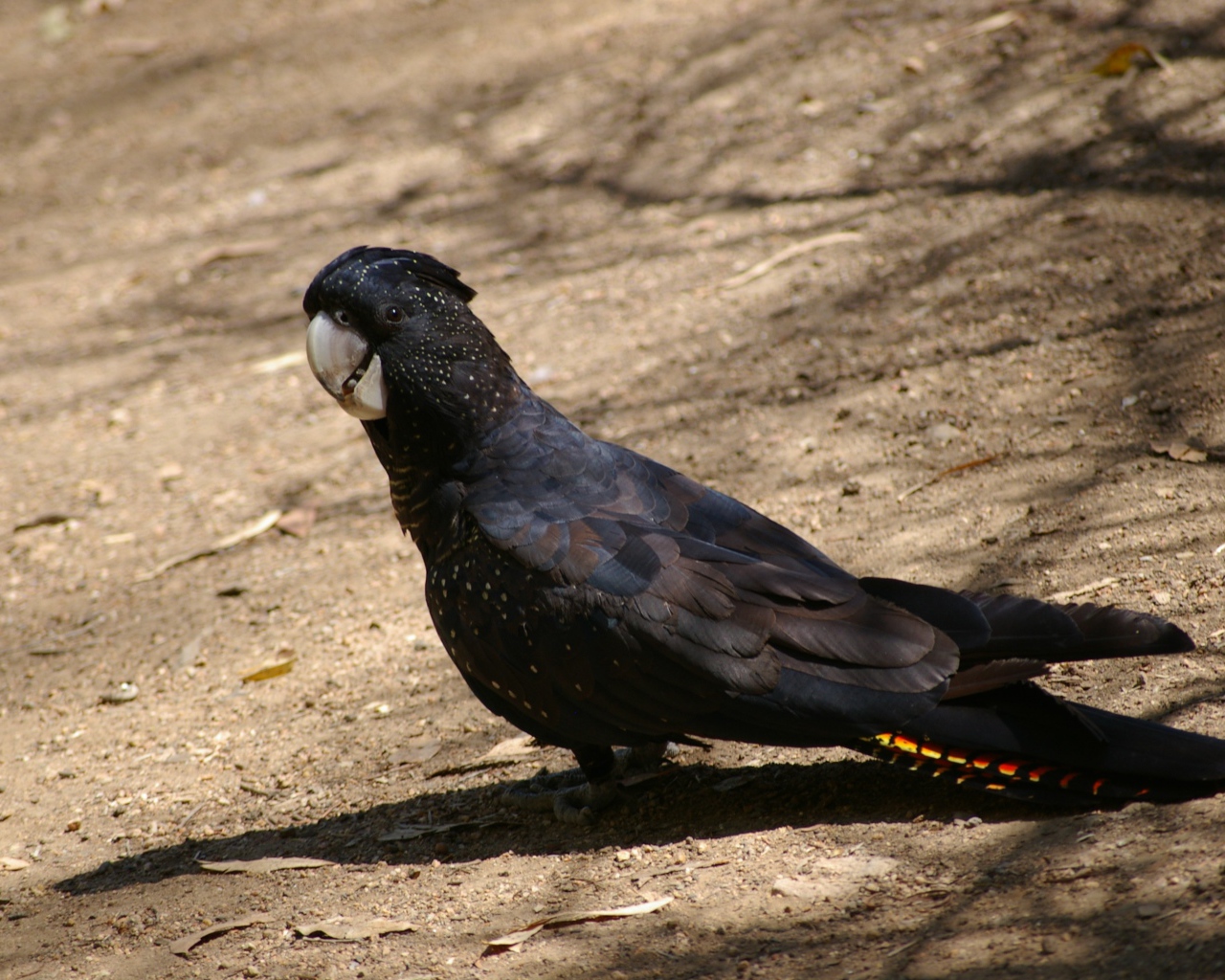 Большой черный какаду стоит на земле 