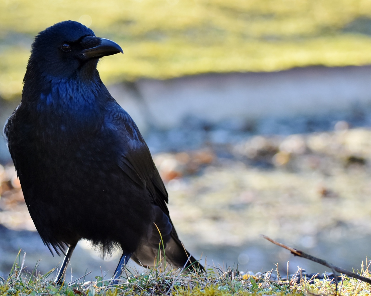 Большой черный ворон крупным планом
