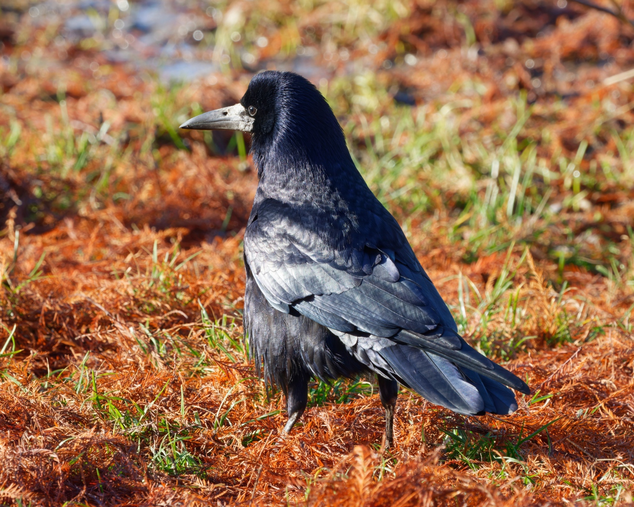 Большой черный ворон на траве 