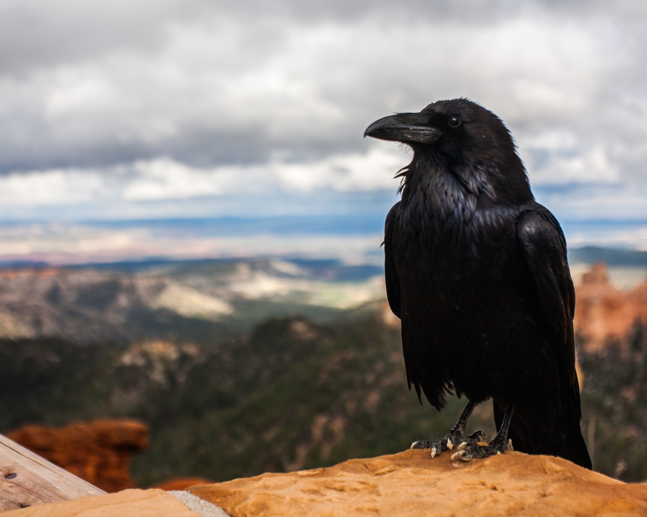 Большой черный ворон сидит на камне