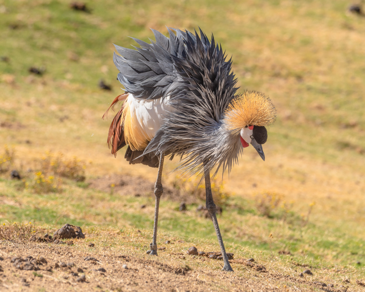 Большой серый журавль на земле 