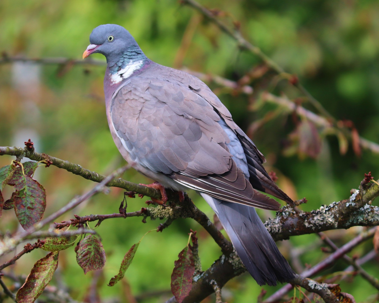 Большой серый  голубь сидит на ветке дерева