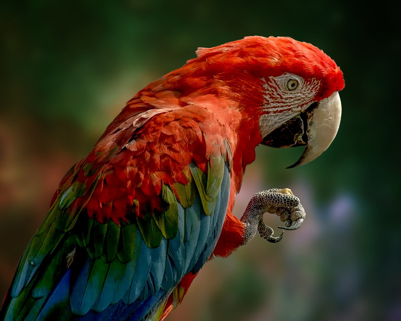 Большой ара с красной головой крупным планом 