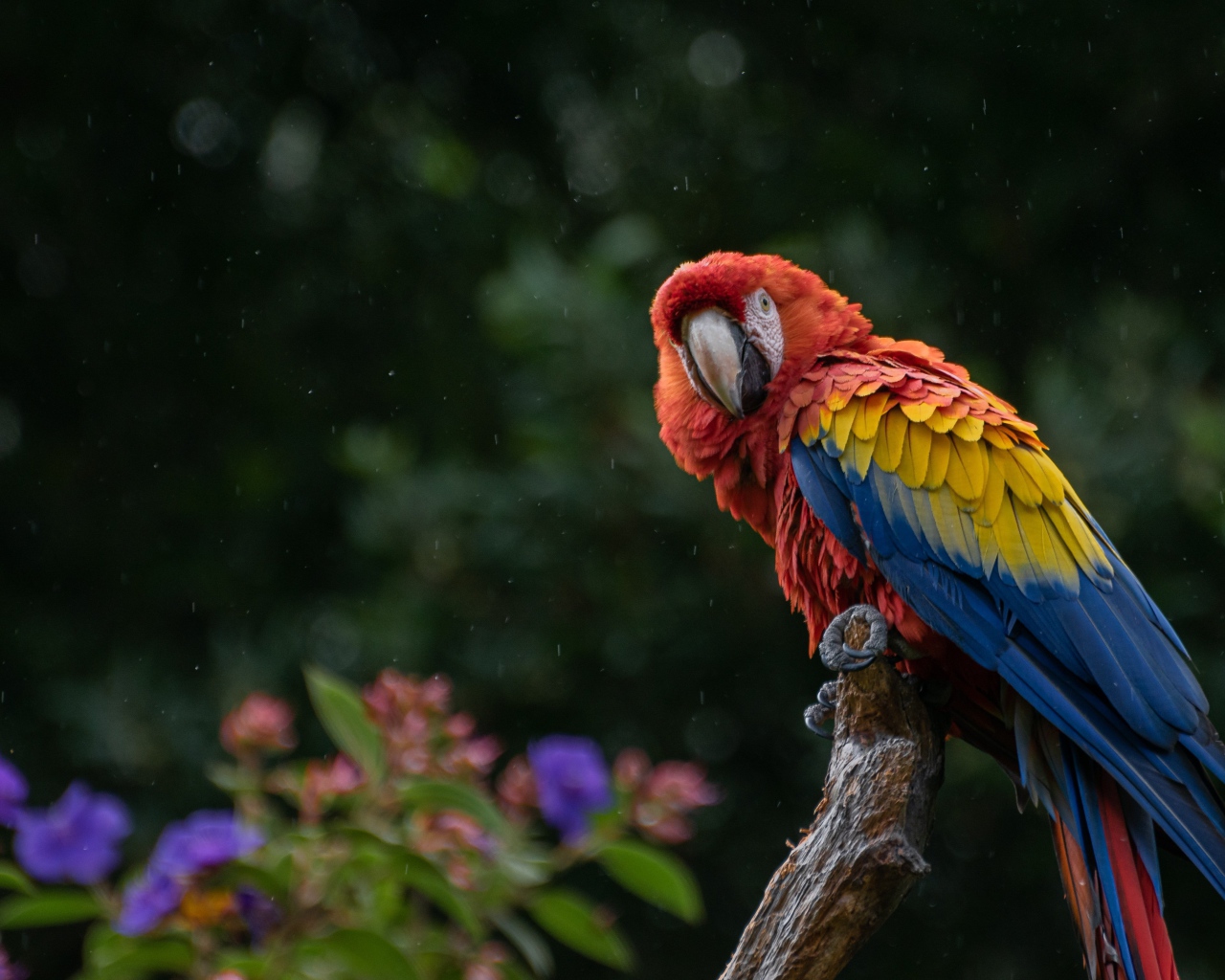 Большой попугай сидит на ветке под дождем 