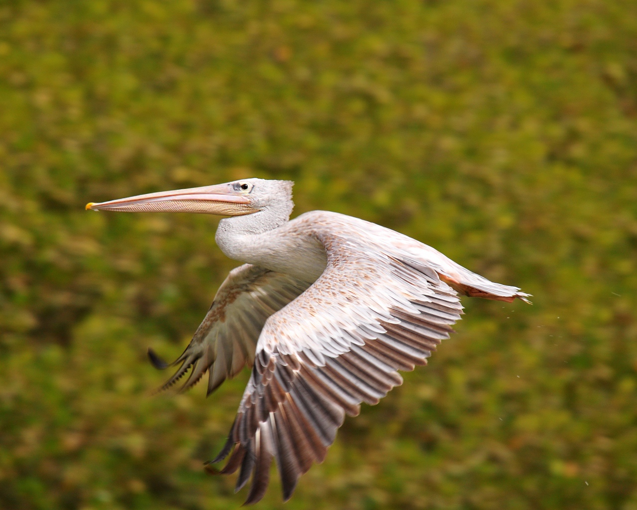 Большой пеликан парит в воздухе