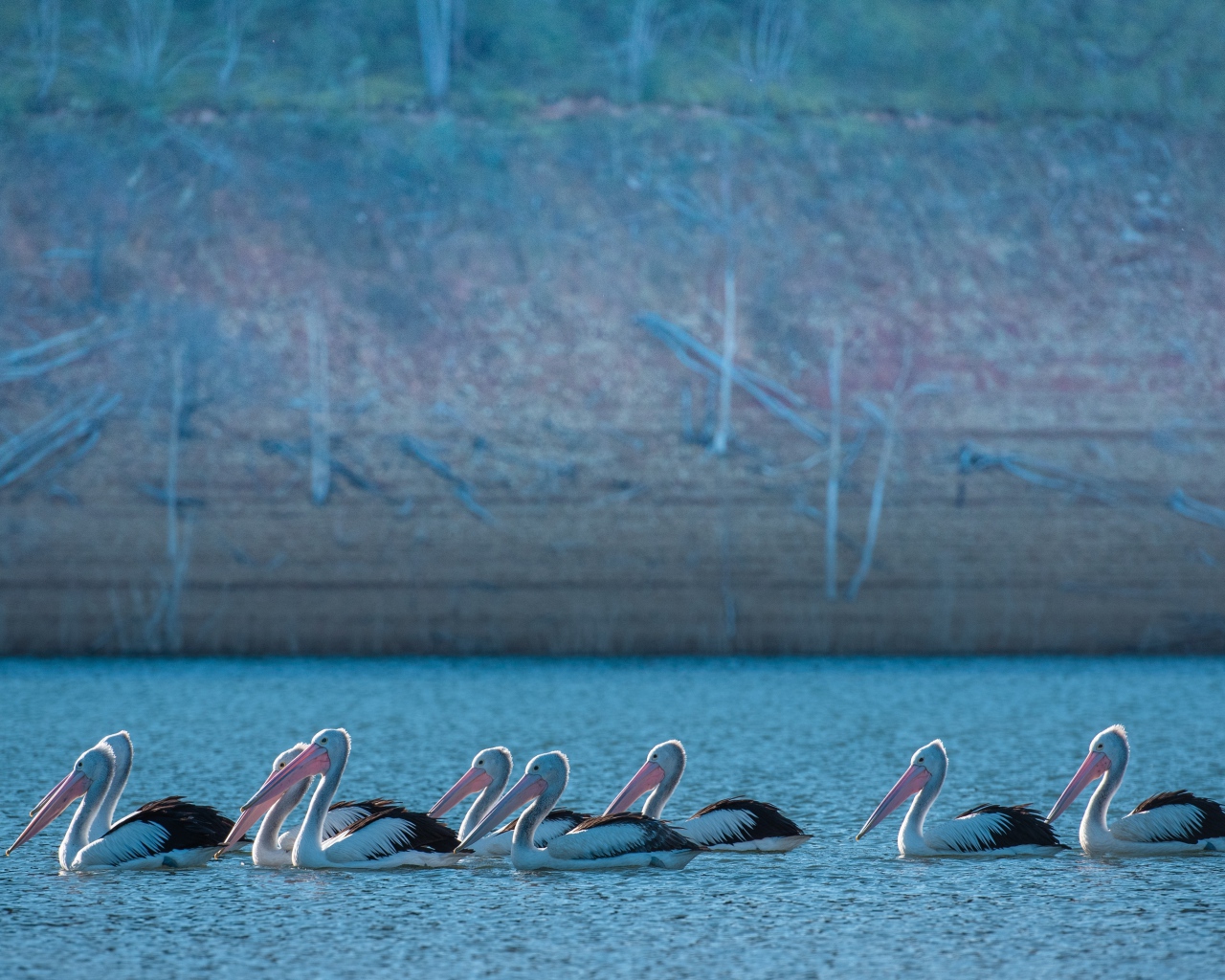 Большие пеликаны в воде 