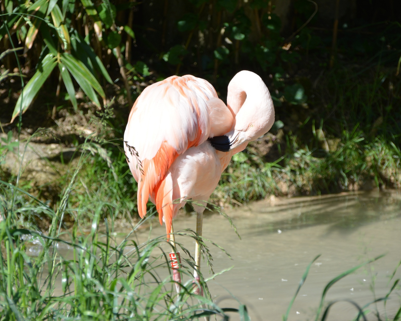 Большой розовый фламинго стоит в воде