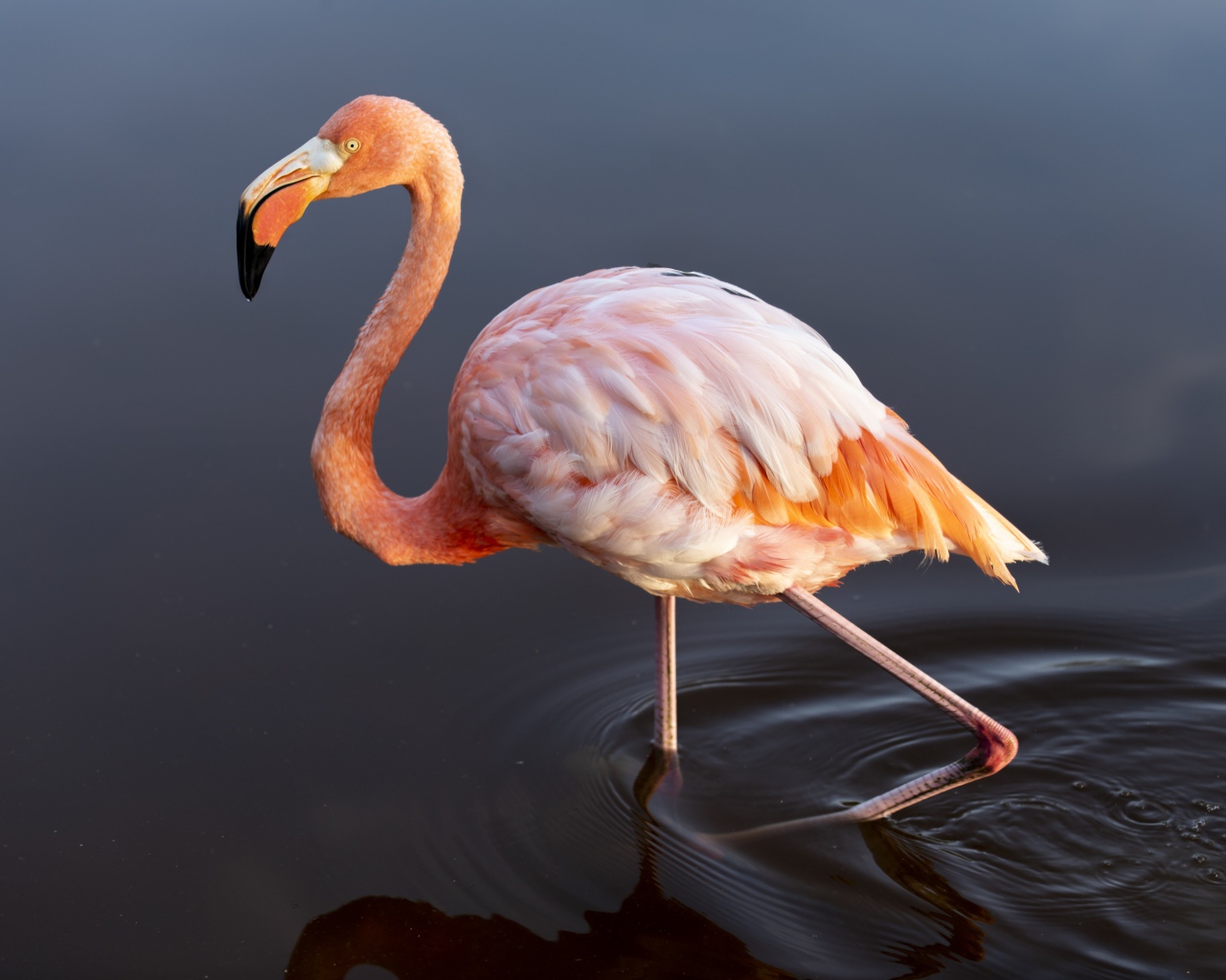 Большой розовый фламинго идет по воде
