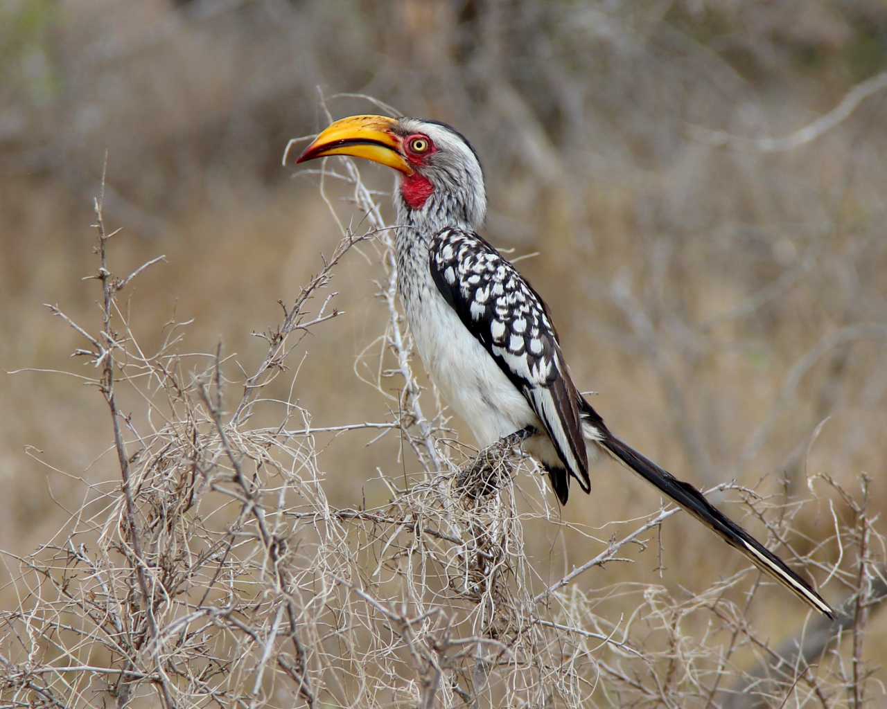 Большая  птица носорог сидит на ветке 