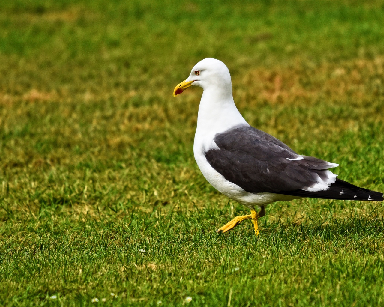 Большая чайка гуляет по зеленой траве