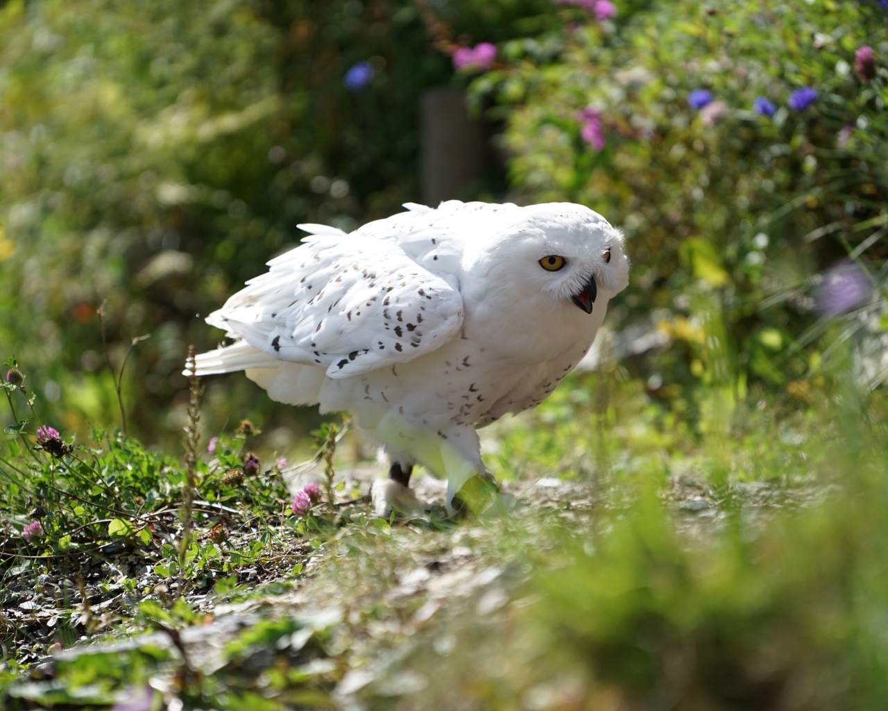 Большая снежная сова идет по траве