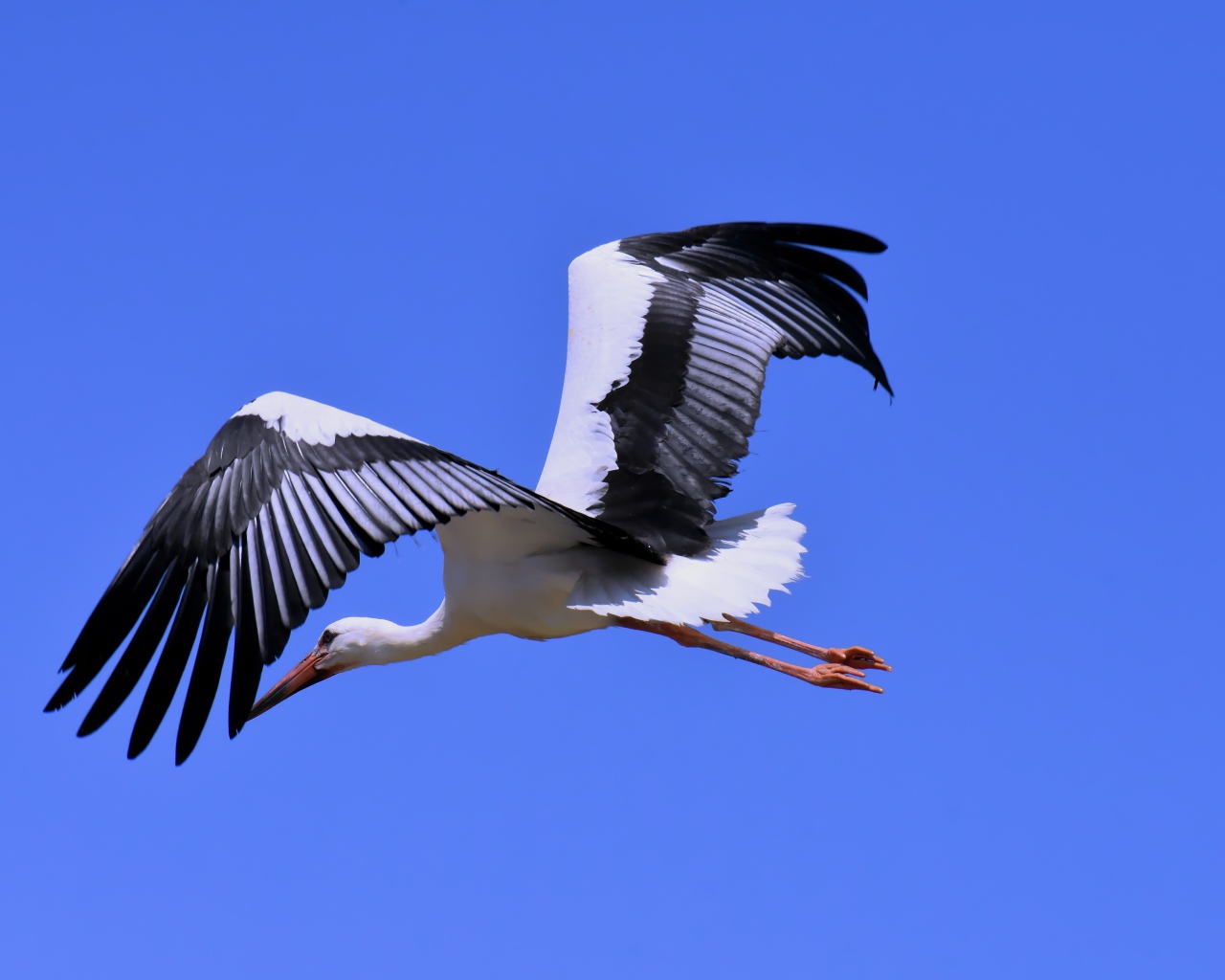 Big stork with black wings on a blue background