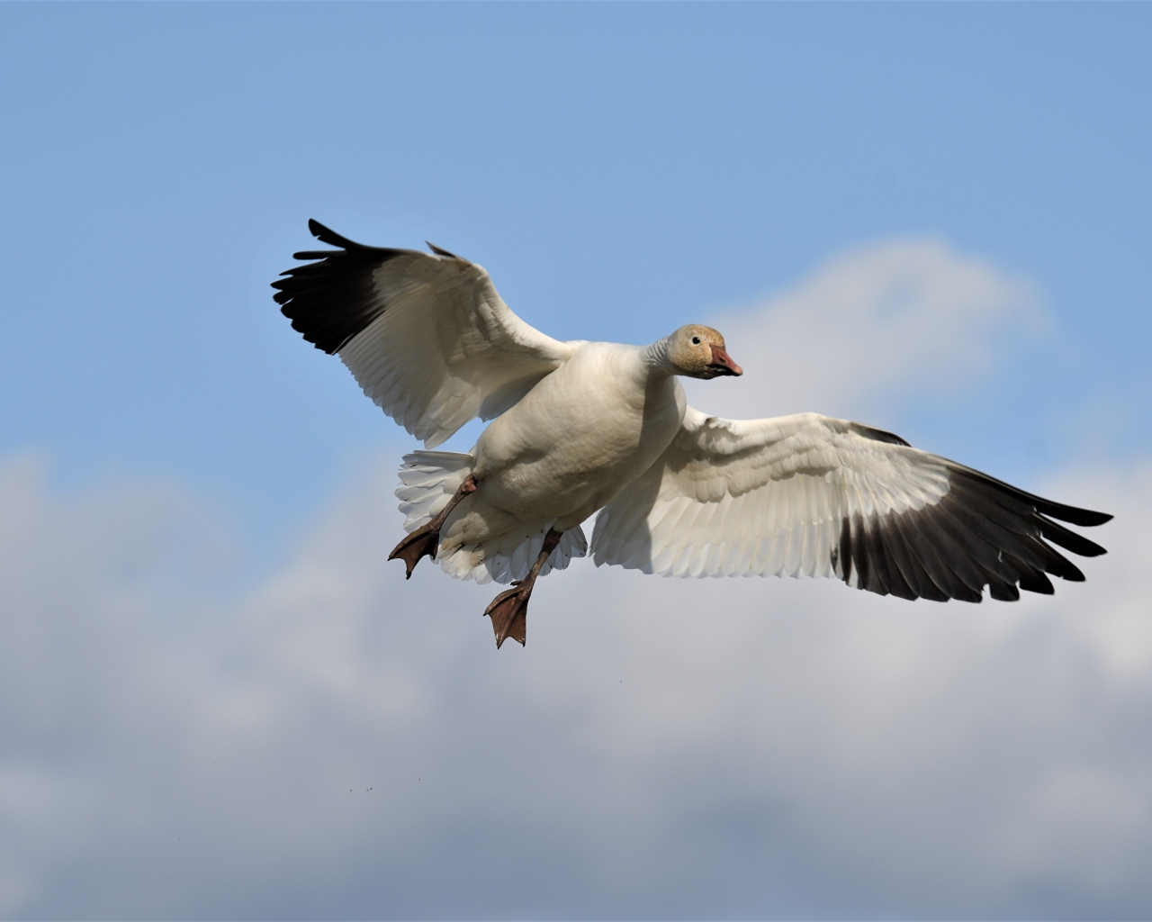 Где сейчас летит гусь 2024. Гуси летят. Гуси летают. Большой белый Гусь. Гусь взлетает