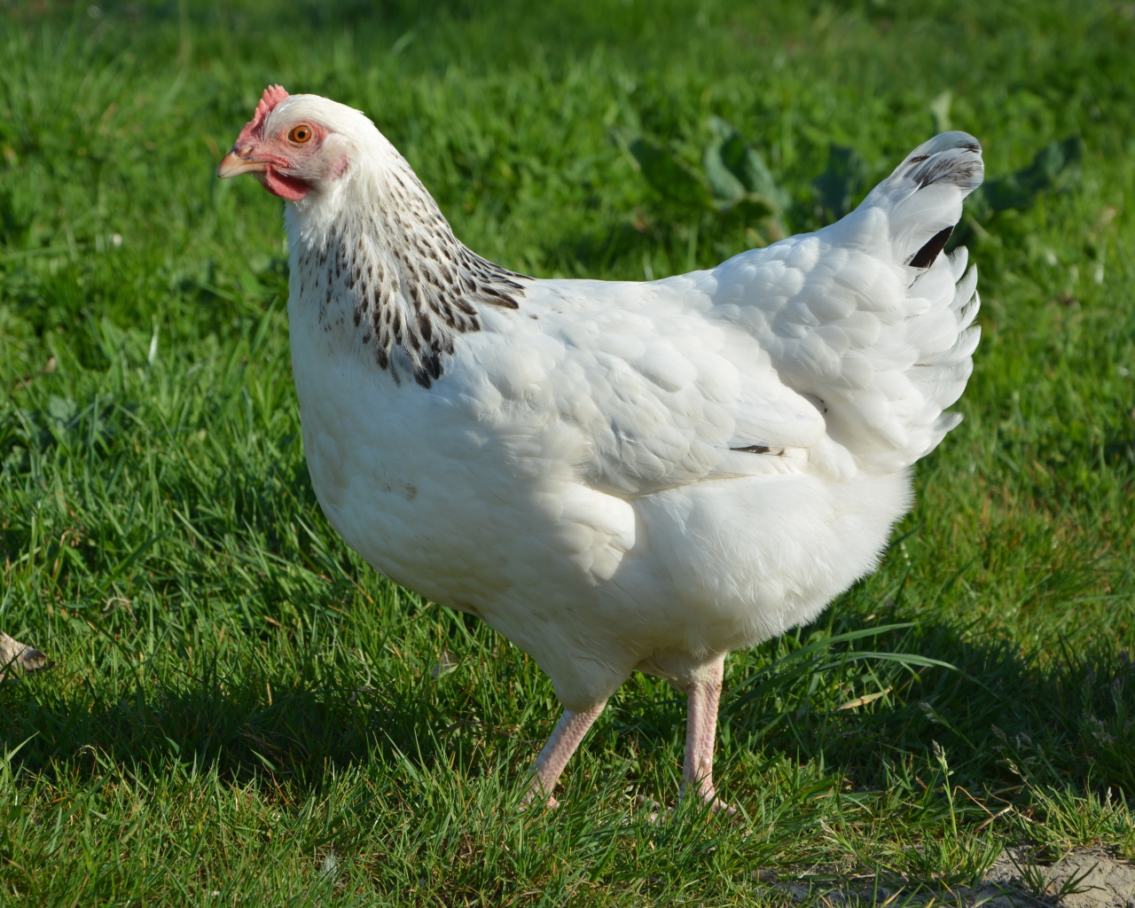 Большая белая курица гуляет по зеленой траве 