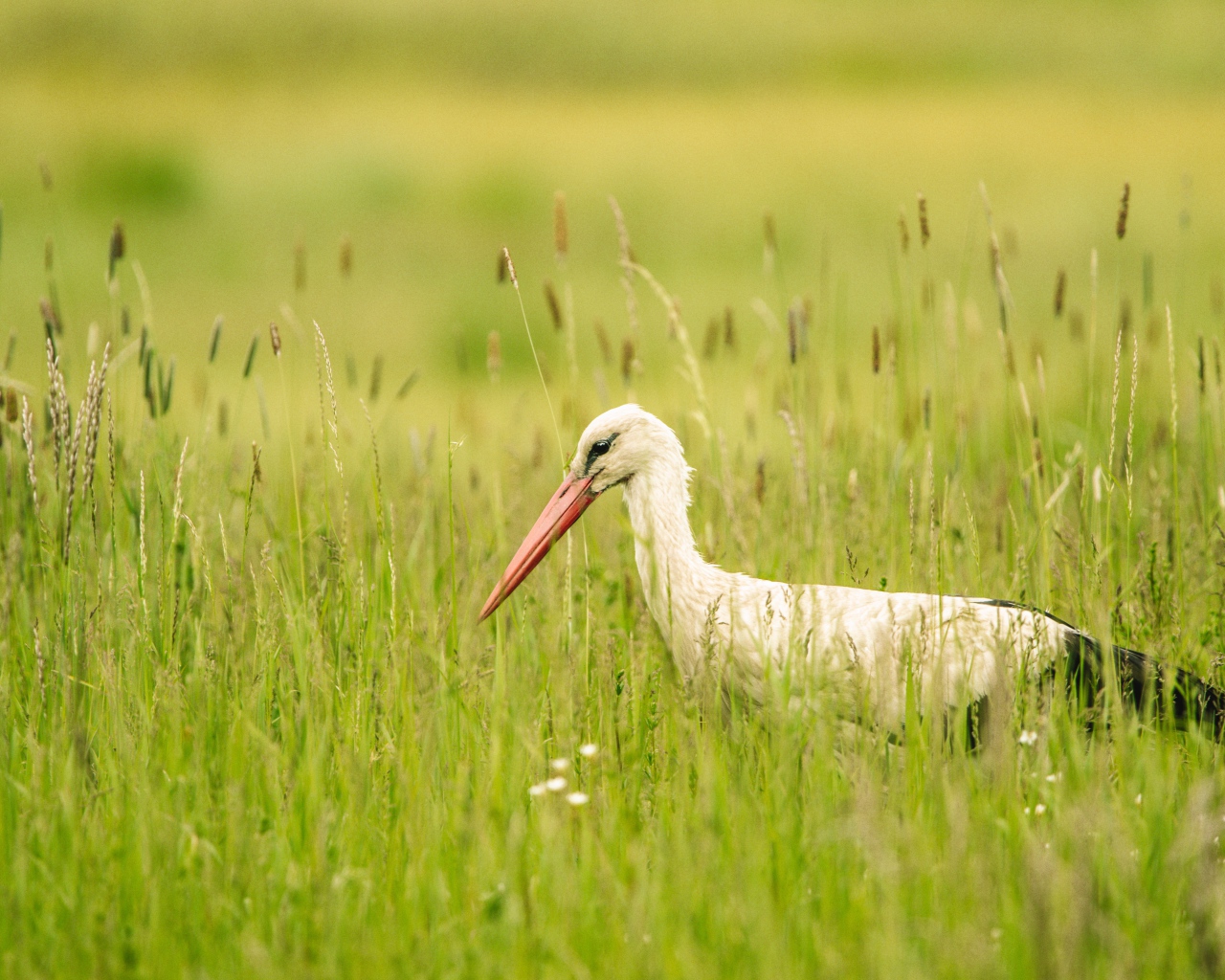 Большой белый аист  в зеленой траве 