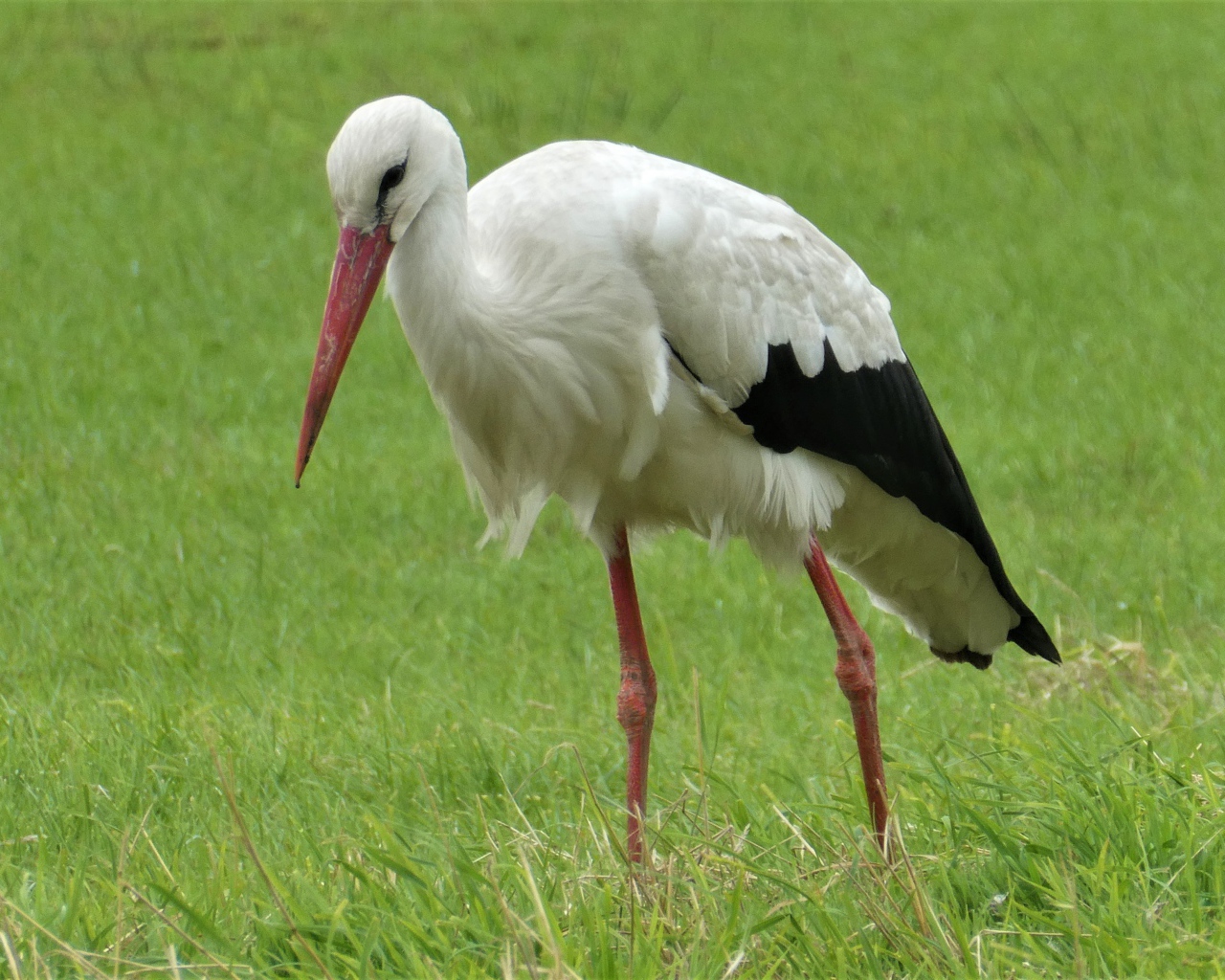 Большой белый аист гуляет по зеленой траве