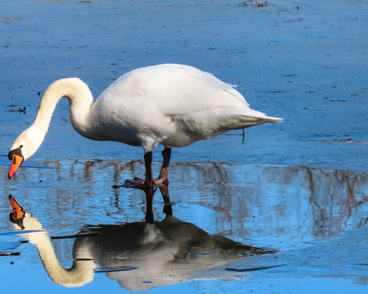 Большой белый лебедь в луже 
