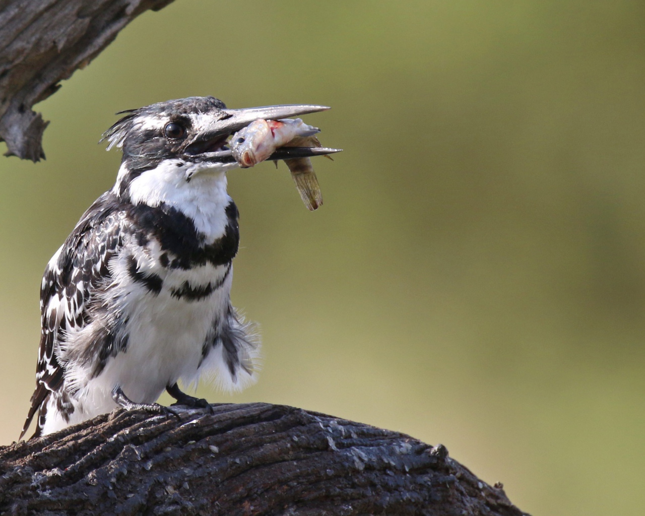 Птица пестрый зимородок с рыбой в клюве 