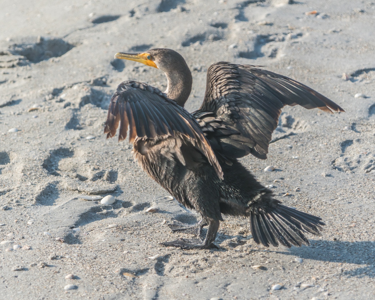 Черный баклан на мокром песке 