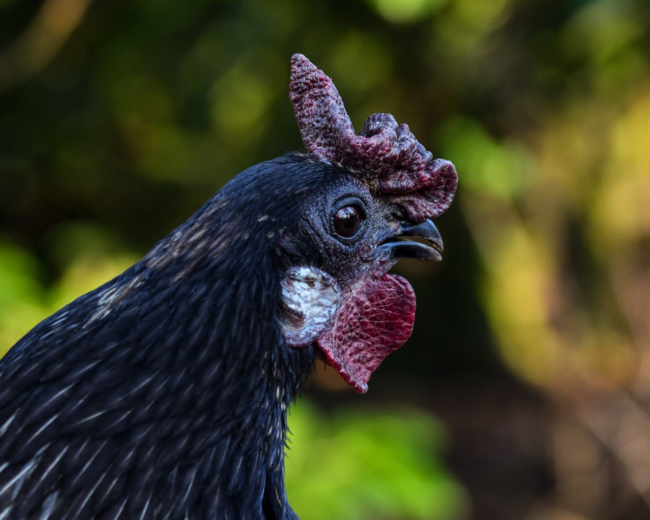 Черная домашняя курица крупным планом