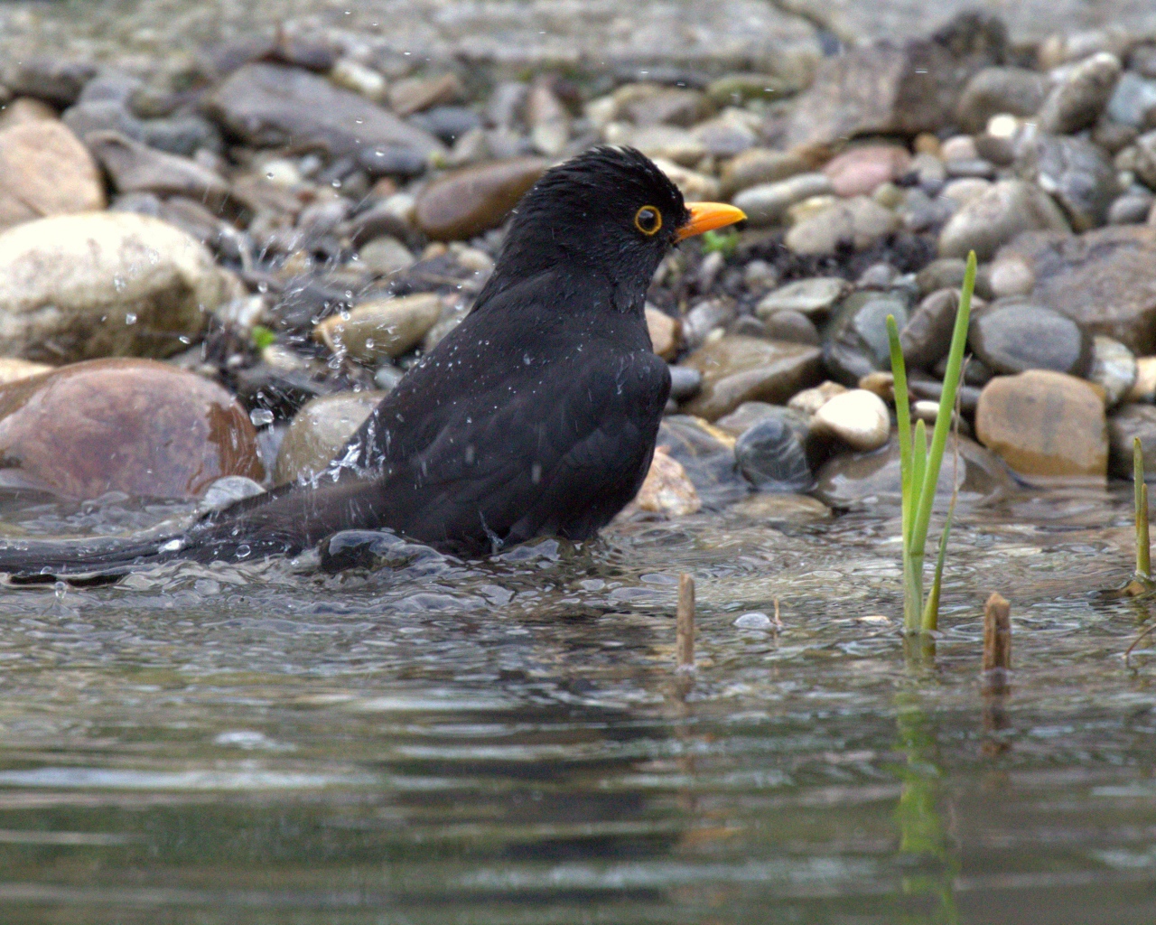 Черный дрозд купается в воде