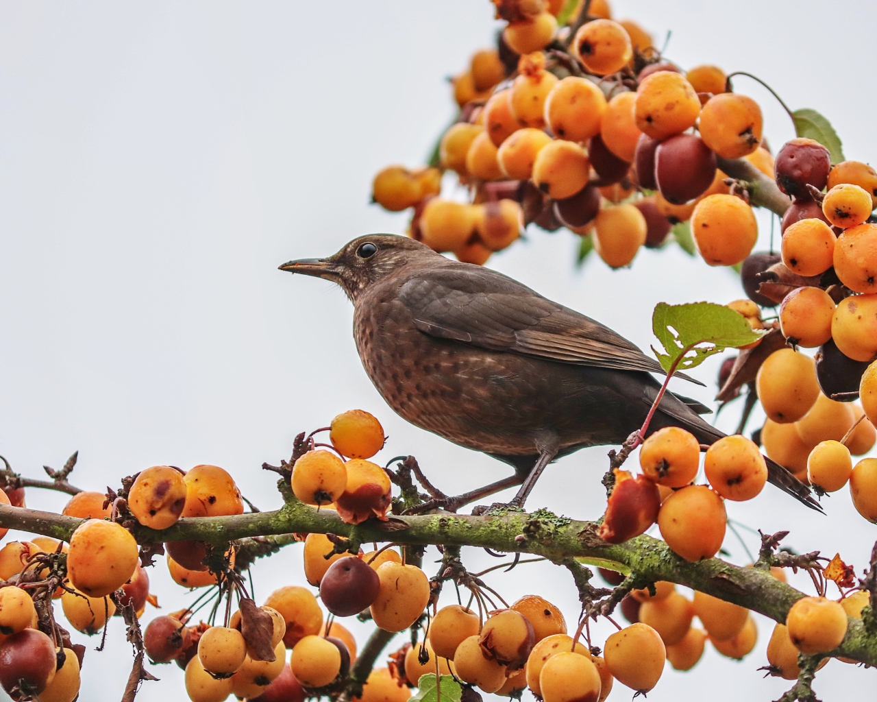 Черный дрозд сидит на ветке с ягодами