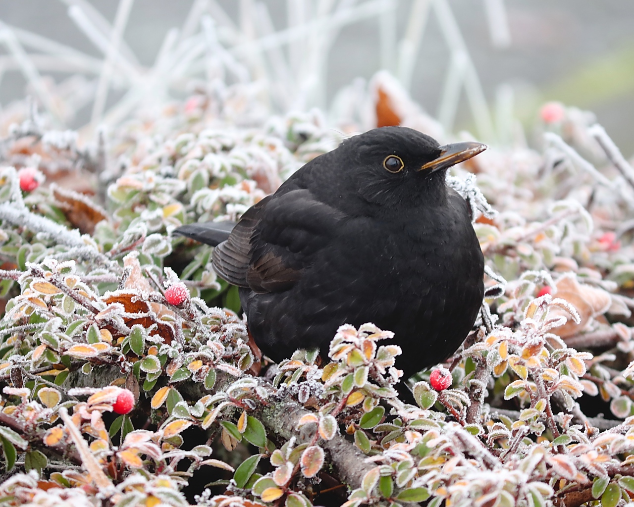 Черный дрозд сидит на покрытых инеем ветках