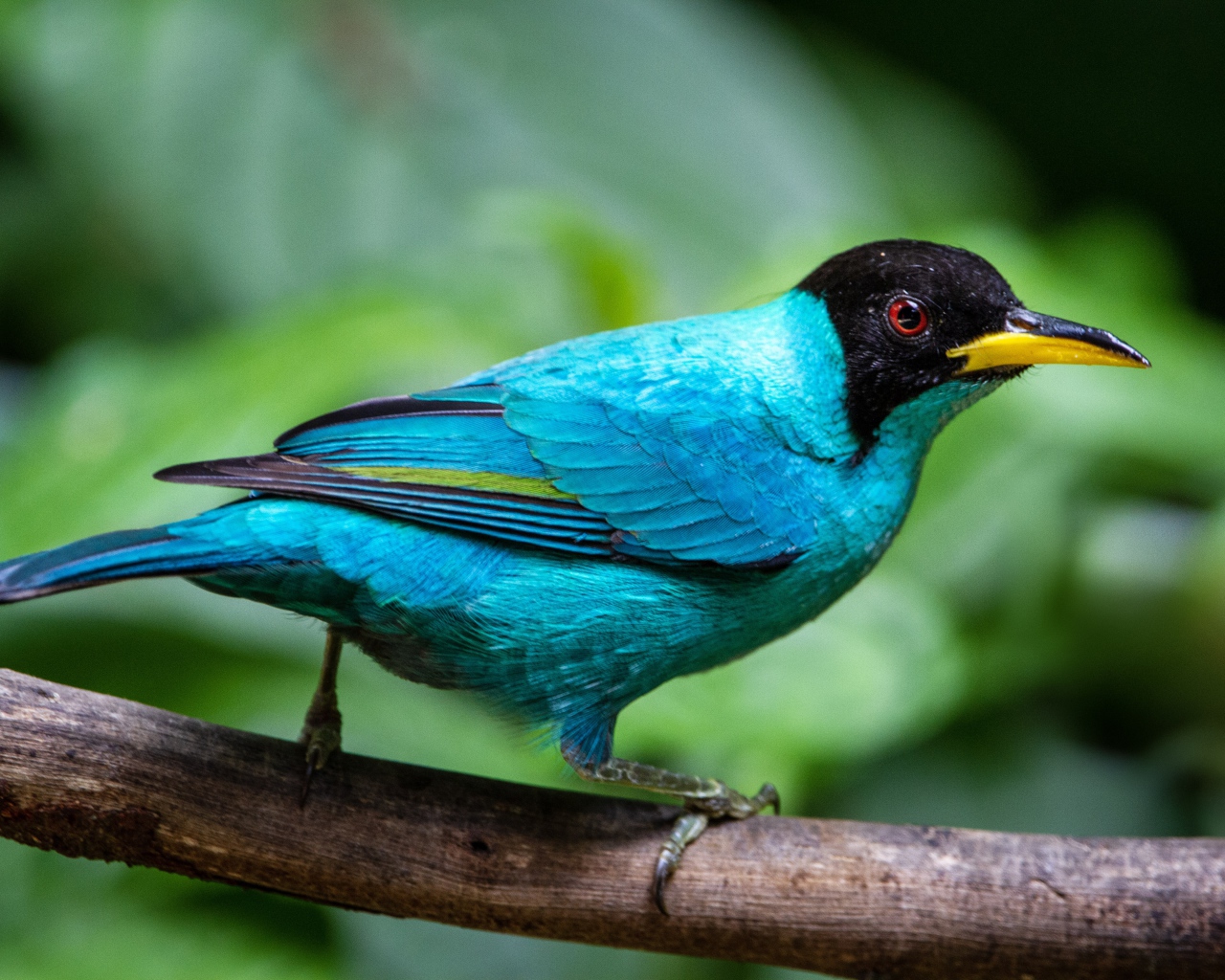 Голубой зеленый медонос сидит на ветке 