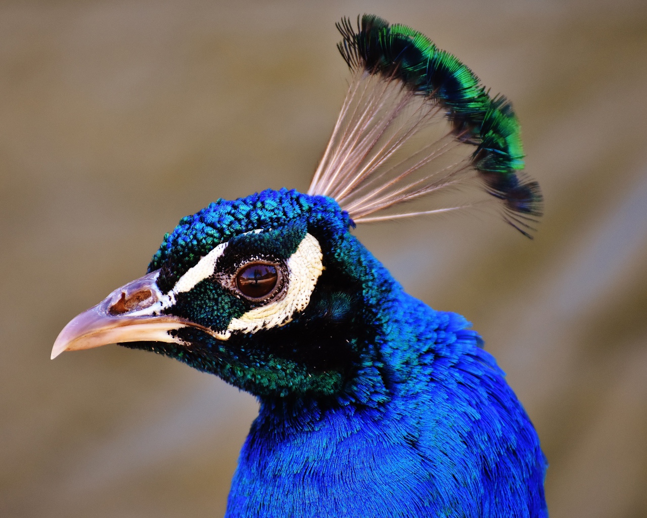 Голова голубого павлина крупным планом 