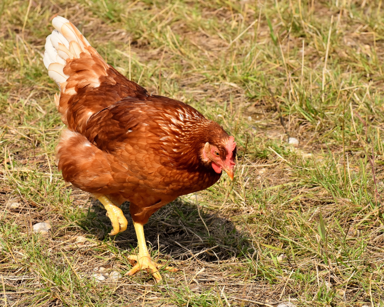 Коричневая домашняя курица гуляет по траве 